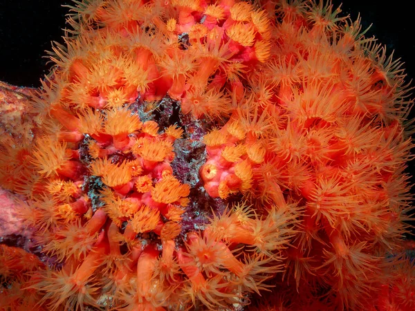 Copa Naranja Coral Tubastraea Coccinea Pertenece Grupo Corales Conocidos Como — Foto de Stock