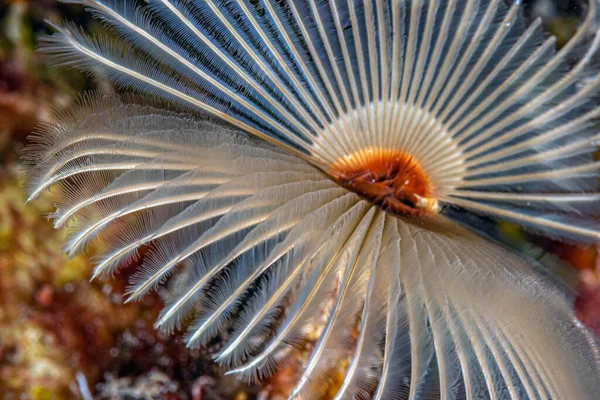 Eudistylia Polymorpha Gigiant Feather Duster Worm Вид Морських Поліхетних Червів — стокове фото