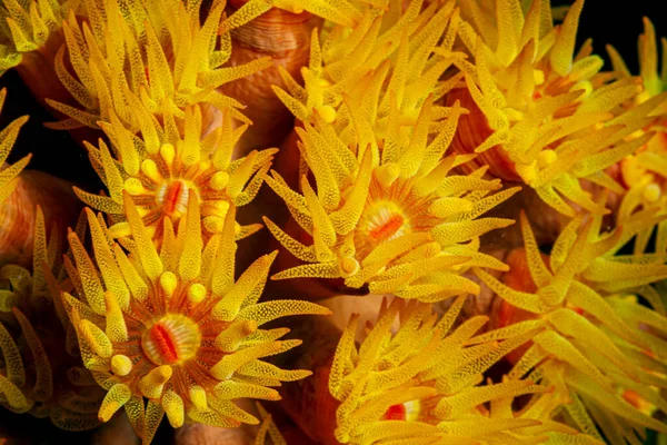 Orange Cup Coral Tubastraea Coccinea Belongs Group Corals Known Large — Stock Photo, Image