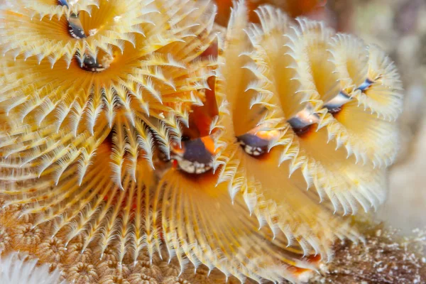 Spirobranchus Giganteus Cunoscut Sub Numele Viermi Pom Crăciun Sunt Viermi — Fotografie, imagine de stoc