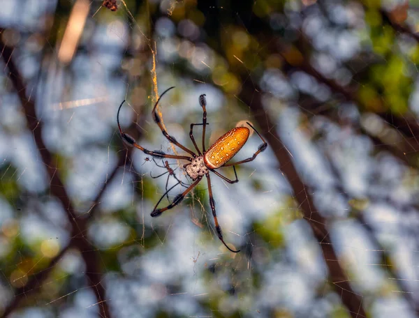 Trichonephila Género Botânico Pertencente Família Asteraceae — Fotografia de Stock