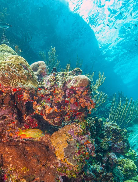 Karibiskt Korallrev Utanför Bonaires Kust — Stockfoto