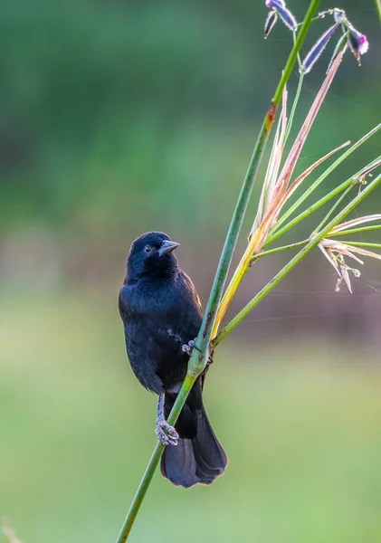 Rödvingad Koltrast Agelaius Phoeniceus Tillfällig Fågel Familjen Icteridae — Stockfoto