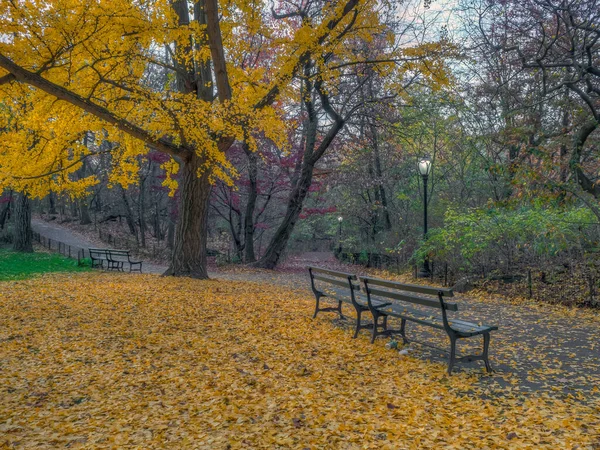 Central Park New York City Herbst Mit Leuchtend Gelben Bäumen — Stockfoto