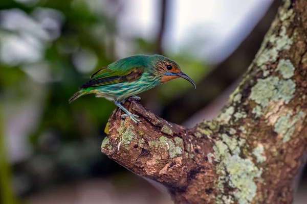 Mielero Patas Amarillas Rama Árbol Ion Frida Del Sur —  Fotos de Stock