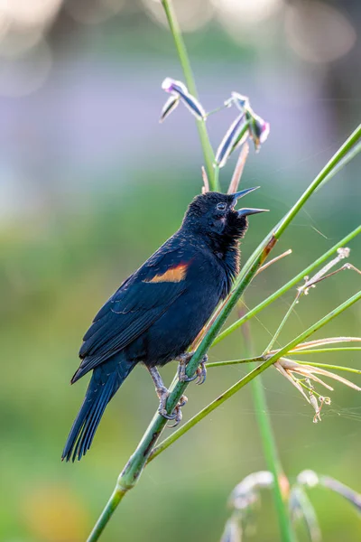 Kırmızı Kanatlı Karatavuk Agelaius Phoeniceus Icteridae Familyasından Bir Kuş Türü — Stok fotoğraf