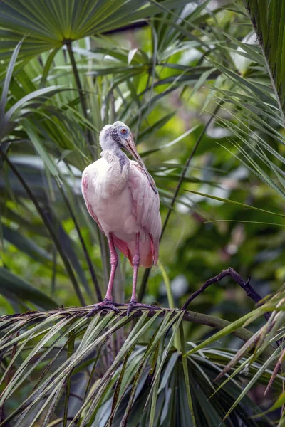 Platalea Ajaja Uma Ave Passeriforme Família Ibis Spoonbill Threskiornithidae — Fotografia de Stock