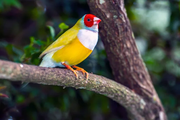 Gouldian Finch Chloebia Gouldiae Also Known Lady Gouldian Finch Gould — Stock Photo, Image