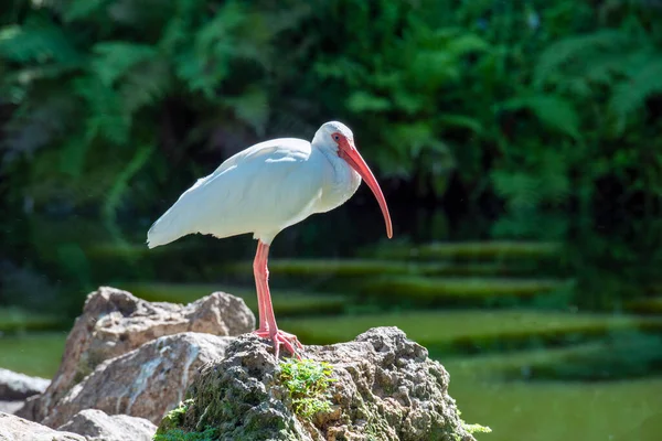 American White Ibis Eudocimus Albus Gatunek Ptaka Rodziny Ibis Threskiornithidae — Zdjęcie stockowe