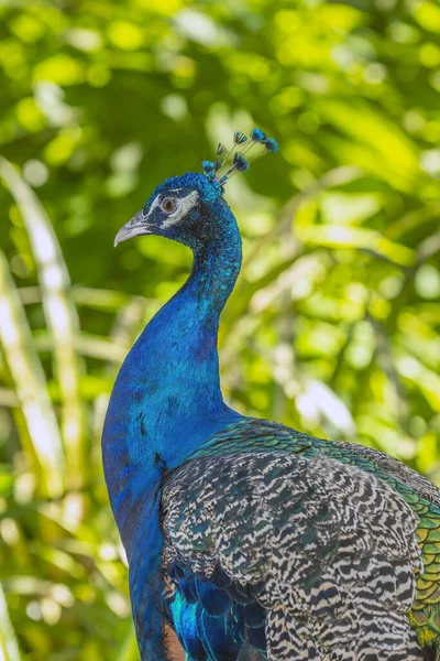 Indischer Pfauenauge Pavo Cristatus Auch Bekannt Als Gemeiner Pfauenauge Und — Stockfoto