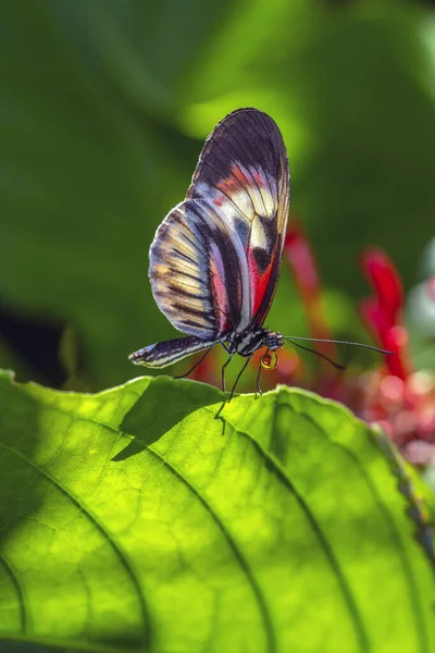 Heliconius Compreende Gênero Colorido Generalizado Borboletas Pés Escova Comumente Conhecidas — Fotografia de Stock