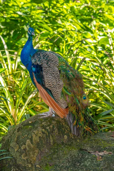 印度的孔雀鸟 Pavo Cristatus 也被称为普通孔雀鸟 和蓝色孔雀鸟 — 图库照片