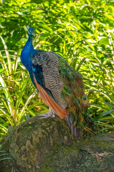 Indischer Pfauenauge Pavo Cristatus Auch Bekannt Als Gemeiner Pfauenauge Und — Stockfoto