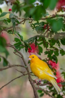 Sarı kanarya, Crithagra flaviventris ispinoz familyasından geçen küçük bir kuş..