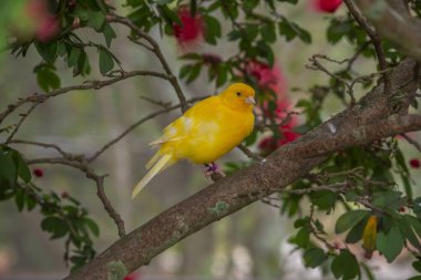 Sarı kanarya, Crithagra flaviventris ispinoz familyasından geçen küçük bir kuş..