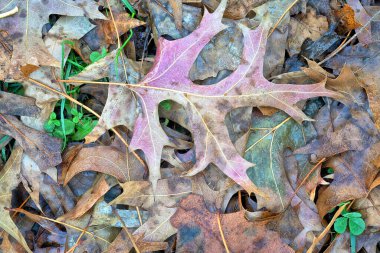 Ormanda sonbahar yaprakları 