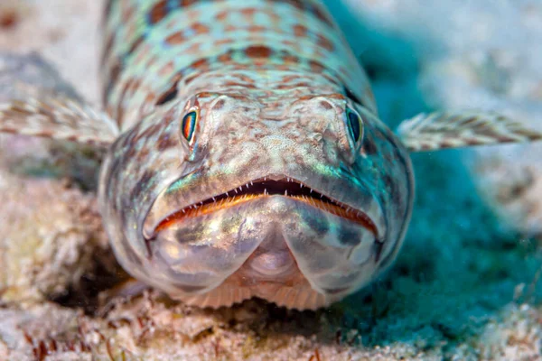 Synodus Intermedius Kertenkele Familyasından Bir Balık Türüdür Synodontidae — Stok fotoğraf