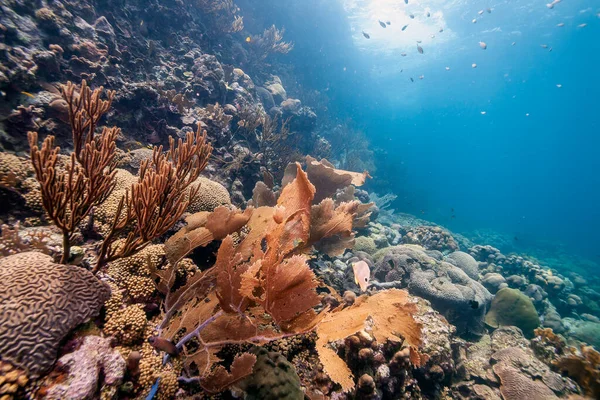 Récif Corallien Caribéen Large Île Bonaire — Photo