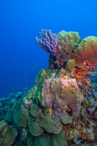 Recifes Coral Das Caraíbas Largo Costa Ilha Bonaire — Fotografia de Stock