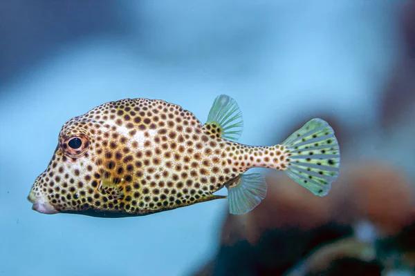 Spotted Trunkfish Lactophrys Bicaudalis Member Family Ostraciidae — Stock Photo, Image