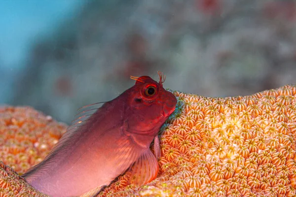 红唇梭鱼 Ophioblennius Macclurei 是一种生活在西大西洋珊瑚礁中的红唇梭鱼 — 图库照片