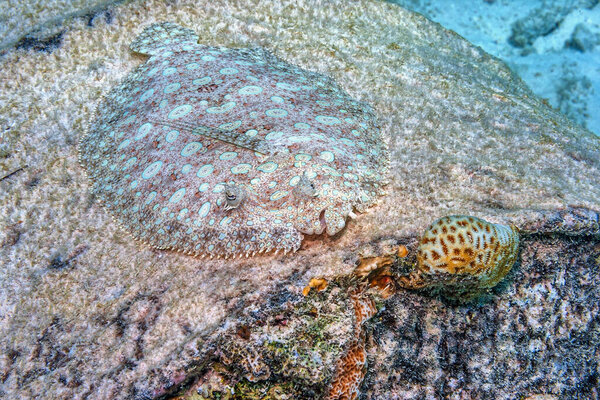 peacock flounder,Bothus mancus, also known as the flowery flounder, is a species of fish in the family Bothidae 