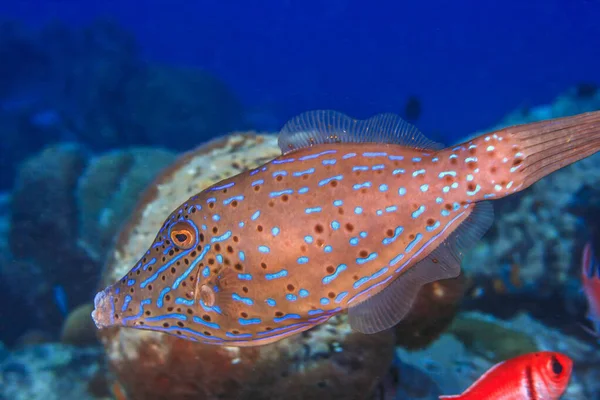 斑纹鱼 Aluterus Scriptus 俗称斑纹鱼 Scrawled Filefish 扫尾鱼 Broomtail Filefish 或斑纹皮夹克 — 图库照片
