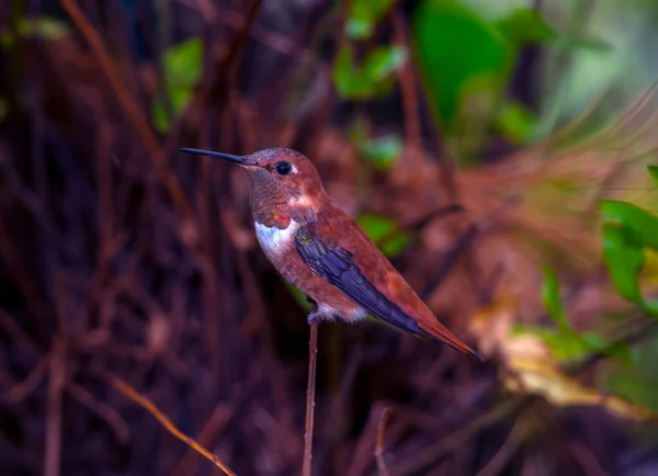 Colibrí Rufo Selasphorus Rufus Pequeño Colibrí Largo Con Pico Largo —  Fotos de Stock