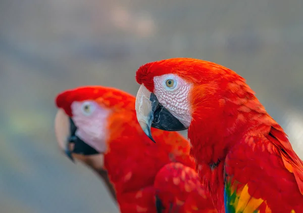 진홍색 금강앵무 마카오는 커다란 남아메리카 앵무새이다 — 스톡 사진
