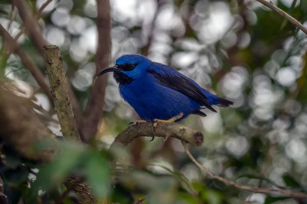 Honeycreepers Form Genus Cyanerpes Small Birds Tanager Family Thraupidae — Stock Photo, Image