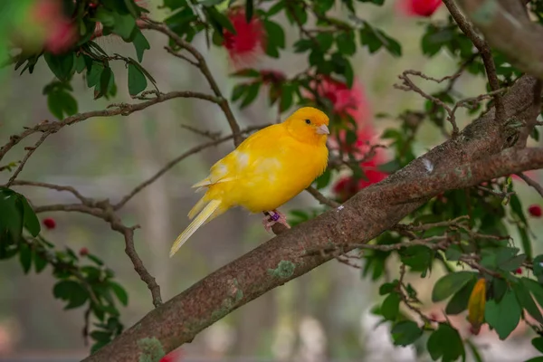 Gele Kanarie Crithagra Flaviventris Een Zangvogel Uit Familie Van Vinkachtigen — Stockfoto