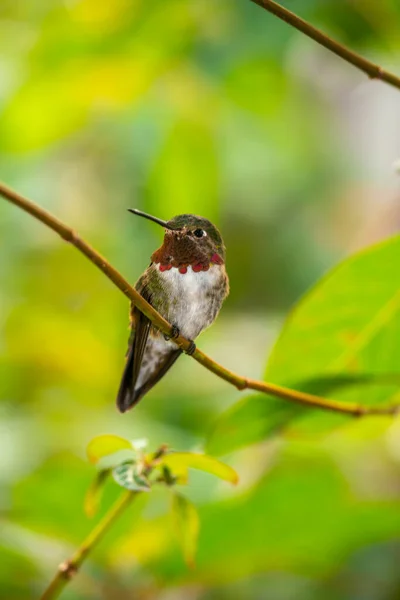 Colibrí Rufo Selasphorus Rufus Pequeño Colibrí Largo Con Pico Largo — Foto de Stock