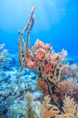 Bonaire adasının kıyısındaki Karayip mercan resifleri