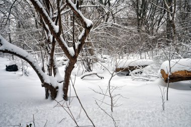 Kışın Central Park 