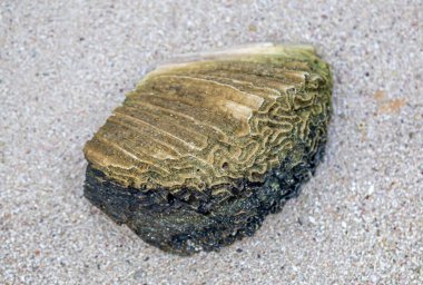 Roatan kıyısındaki kumlu sahile yakın. 