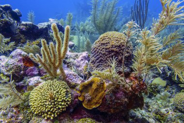 Bonaire adasının kıyısındaki Karayip mercan resifleri