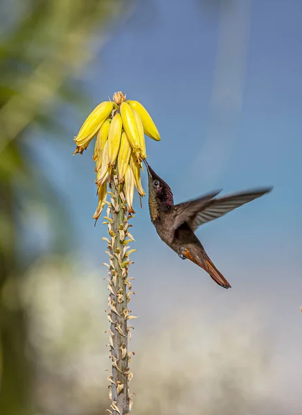 Ruby Topaz Hummingbird Chrysolampis Mygga Vanligen Kallad Bara Ruby Topaz — Stockfoto