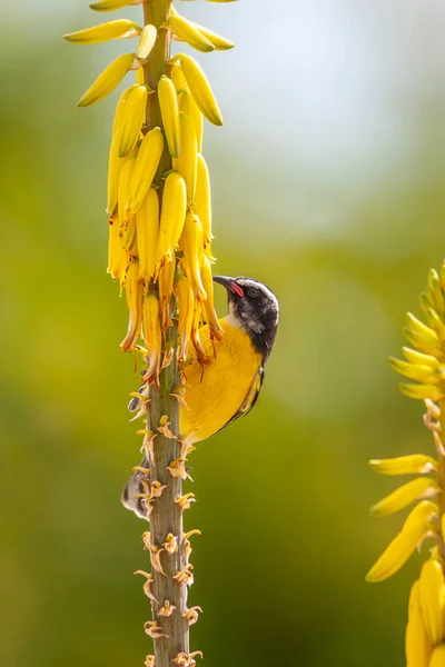 Bananaquit Coereba Flaveola Ist Eine Art Passantenvogel Aus Der Familie — Stockfoto