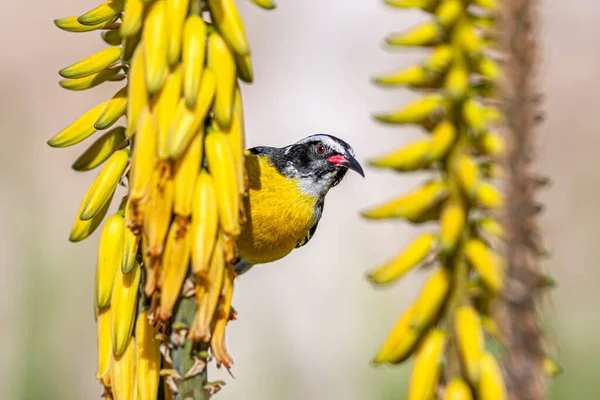 Bananaquit Coereba Flaveola Thraupidae 속하는 바닷새의 일종이다 — 스톡 사진