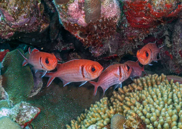 Myripristis Jacobus Poisson Solitaire Barre Noire Est Poisson Soldat Atlantique — Photo