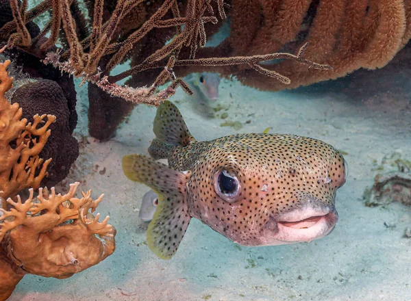 豪猪鱼 Porcupinefish 是属于Diodontidae Order Tetraodontiformes Tetraodontiformes 科的鱼类 也被称为口交鱼 有时也被称为气球鱼 Balloonfish — 图库照片