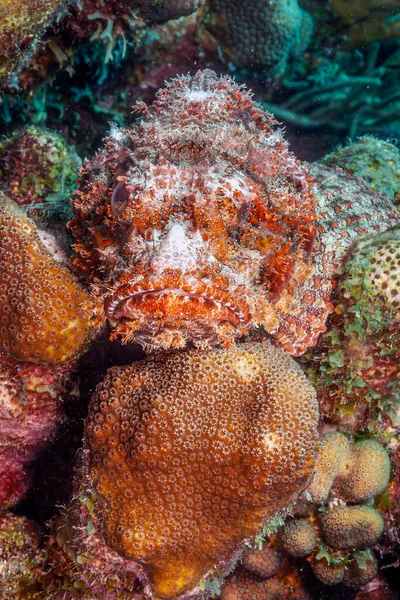 Scorpaena Scrofa Nombre Común Pez Escorpión Rojo Pez Escorpión Gran —  Fotos de Stock