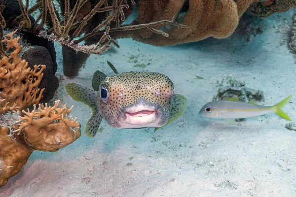 Porcupinefish São Peixes Pertencentes Família Diodontidae Ordem Tetraodontiformes Também Comumente — Fotografia de Stock