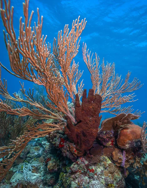 Récif Corallien Caribéen Large Île Bonaire — Photo