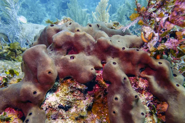 ロアタン島沖のカリブ海のサンゴ礁 — ストック写真