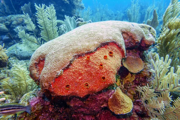 Arrecife Coral Del Caribe Frente Costa Isla Roatán —  Fotos de Stock