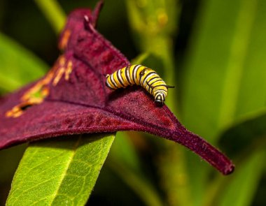 Tırtıllar, Lepidoptera tarikatının üyelerinin larva evresidir.