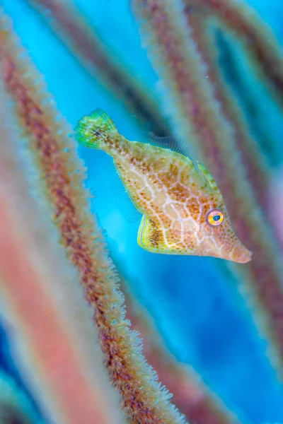 Filefish Monacanthidae Tropical Tetraodontiform Marine Fish — Stock Photo, Image