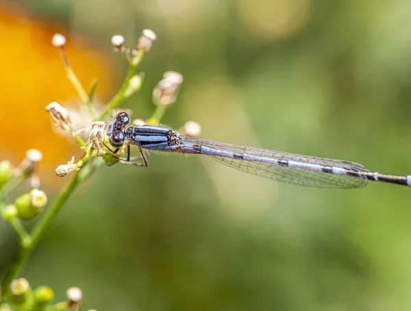 Schnura Heterosticta Yaygın Adı Bluetail Olan Iki Türden Biri Kız — Stok fotoğraf