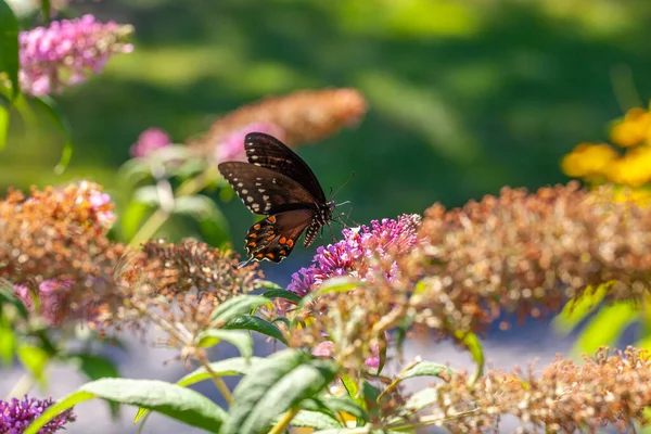 Papilio Polixenes Doğu Siyah Kırlangıç Kuyruğu Amerikan Kırlangıç Kuyruğu Veya — Stok fotoğraf